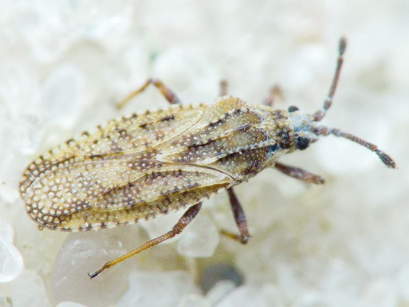 Tingis (Tropidocheila) maculata (Herrich-Schäffer, 1838)